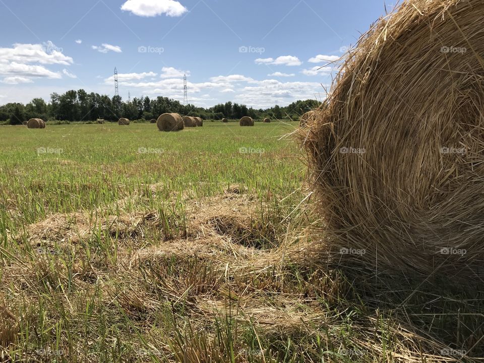 Hay bale field