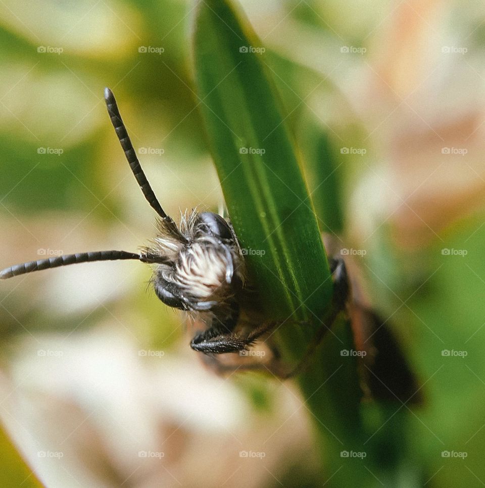 A black beetle after the first spring rain