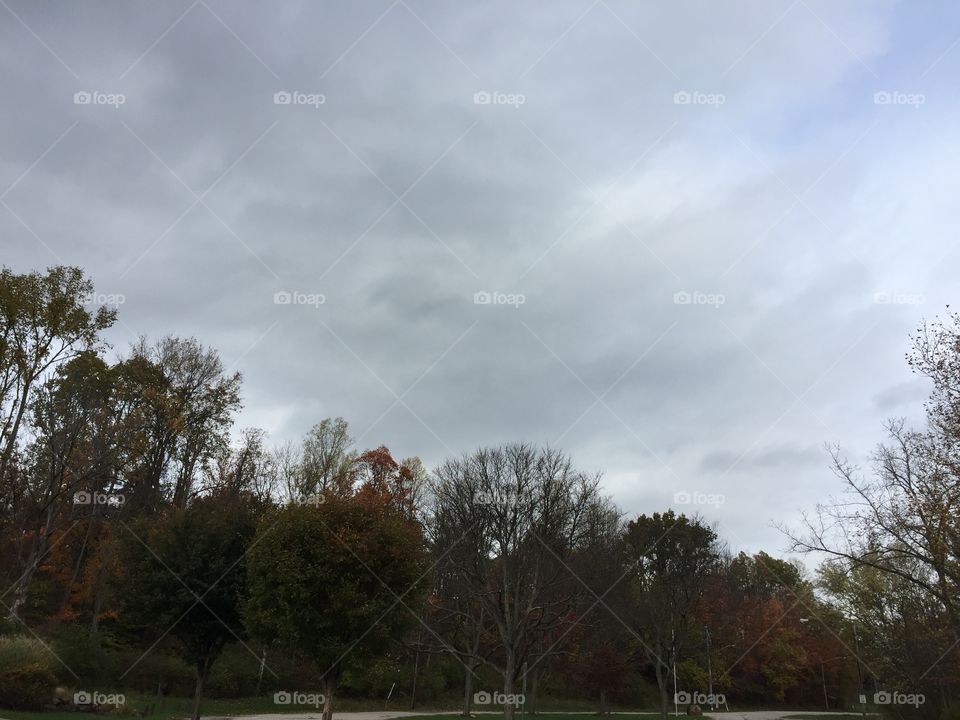 Tree, Landscape, No Person, Nature, Fall