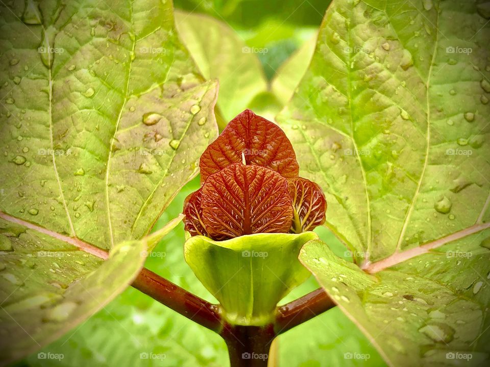 Potrait leaves 