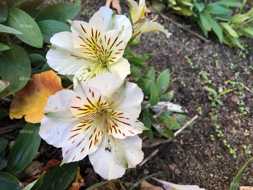 White flowers are blooming in the garden.