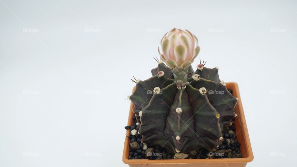 cactus flower evolution