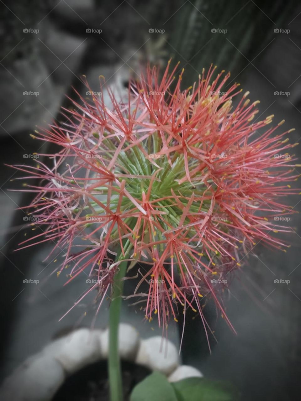 Scadoxus Multiflorus