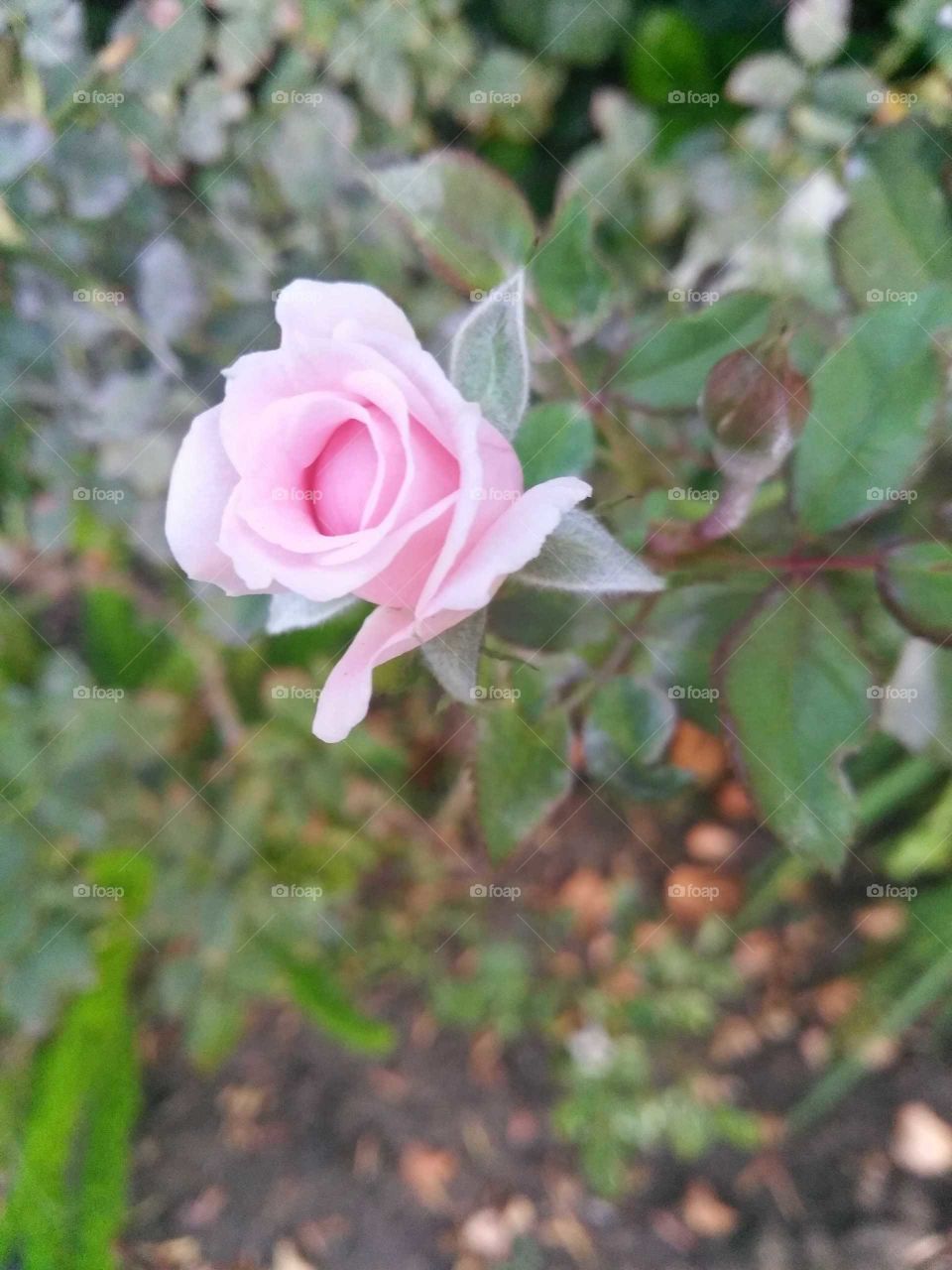 Single Baby Rose