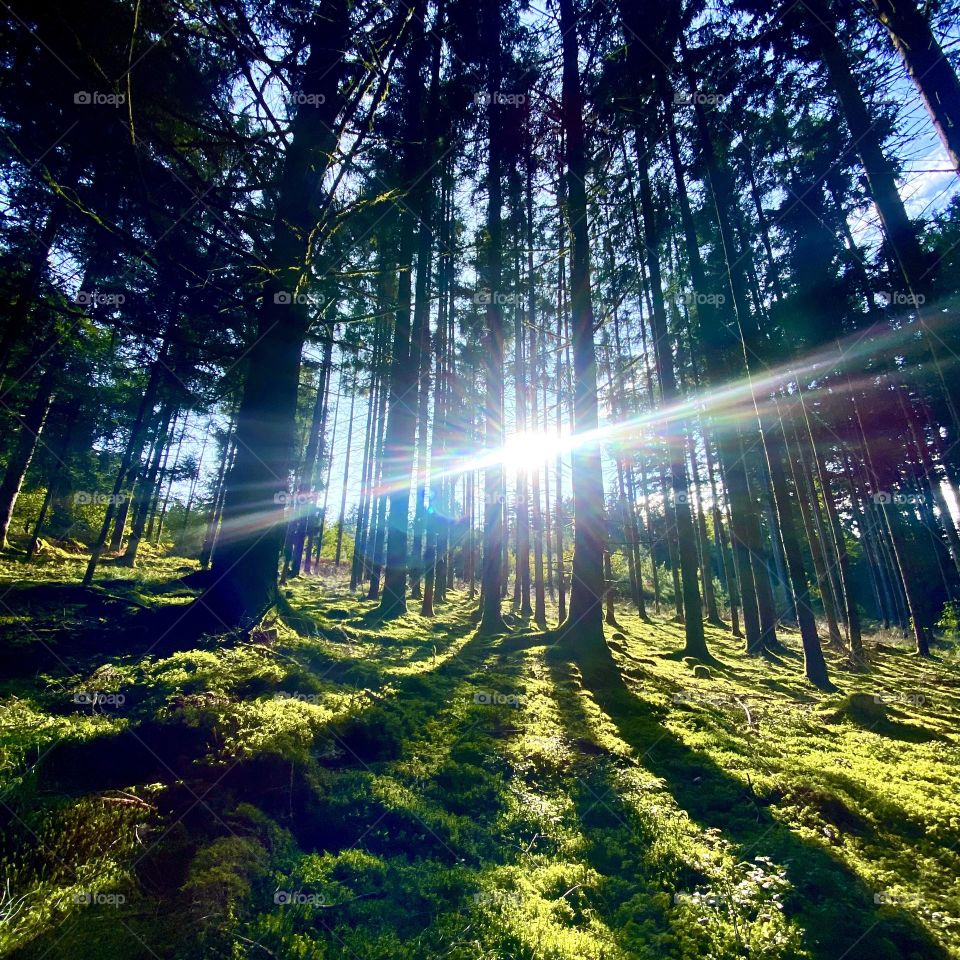 Austrian Fairy Forest