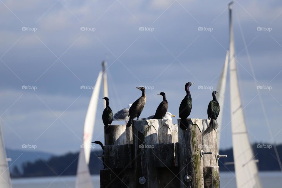 Cormorants perched on vertical wooden structure 
