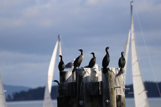 Cormorants perched on vertical wooden structure 