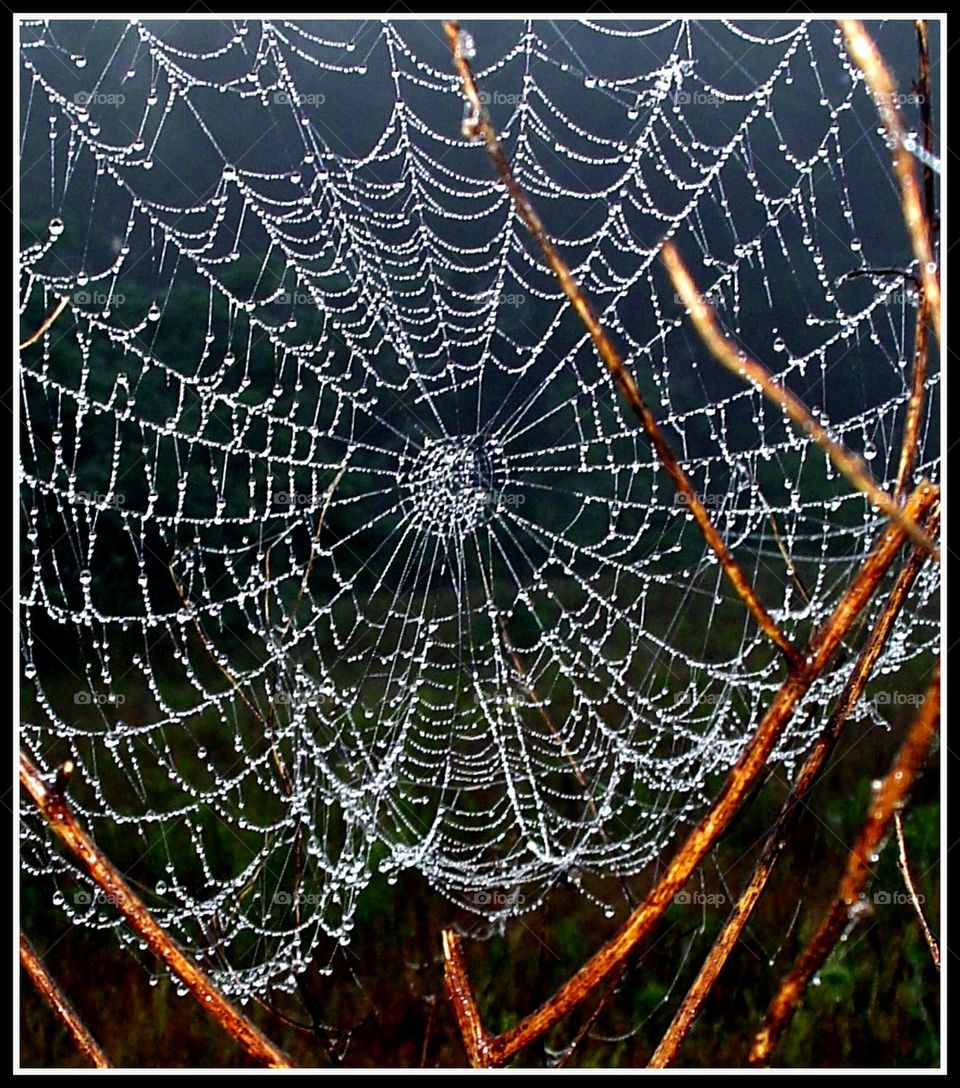Web of Pearls 