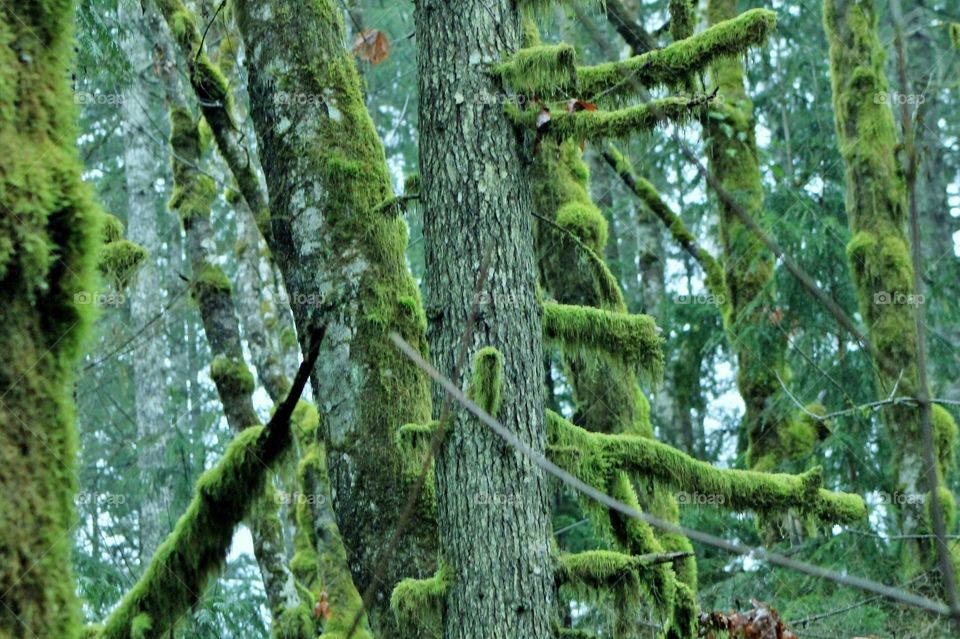 Vibrant green moss envelopes the grey trunks and branches of the trees in a shot of fading winter daylight in a Pacific Northwest forest.