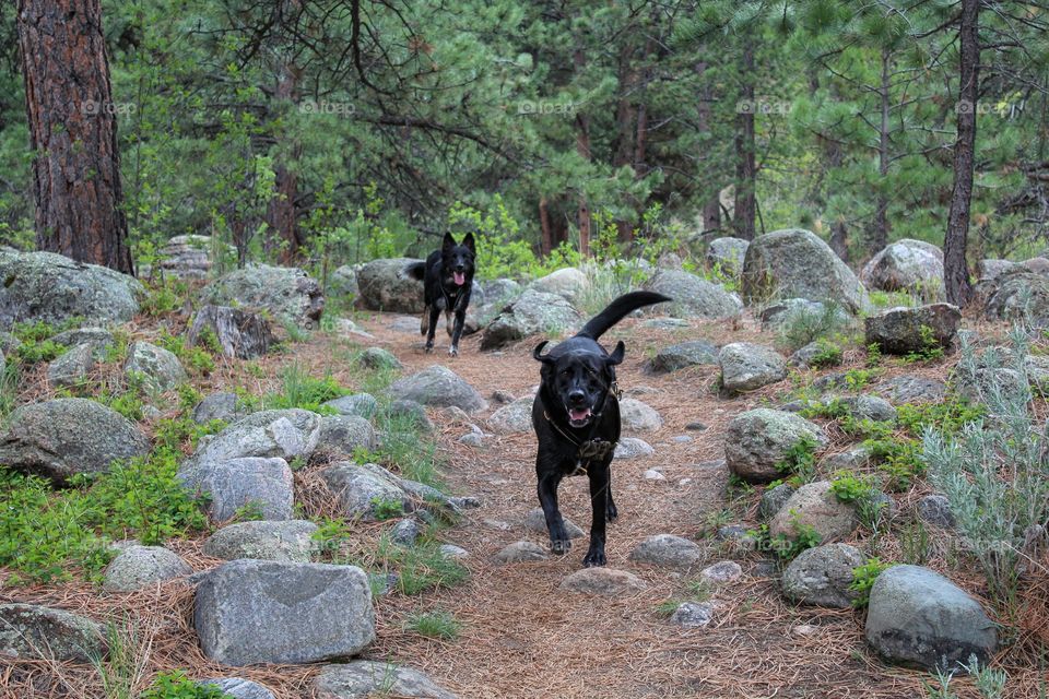 Running dog pet black dogs lab collie mix heeler cute Playing partners in crime best buds best friends trail woods wilderness forest trees green path pathway pets animal animals canine