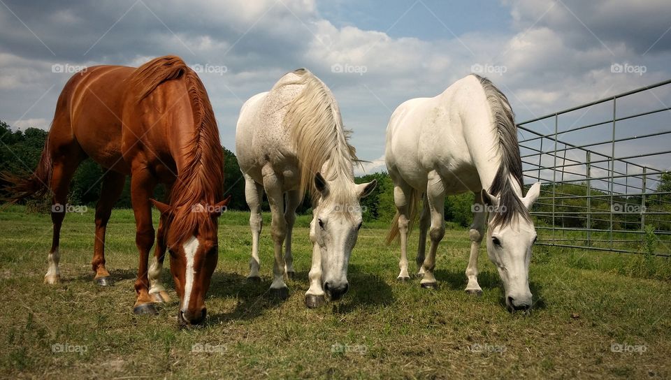 Three horses grazing on pasture