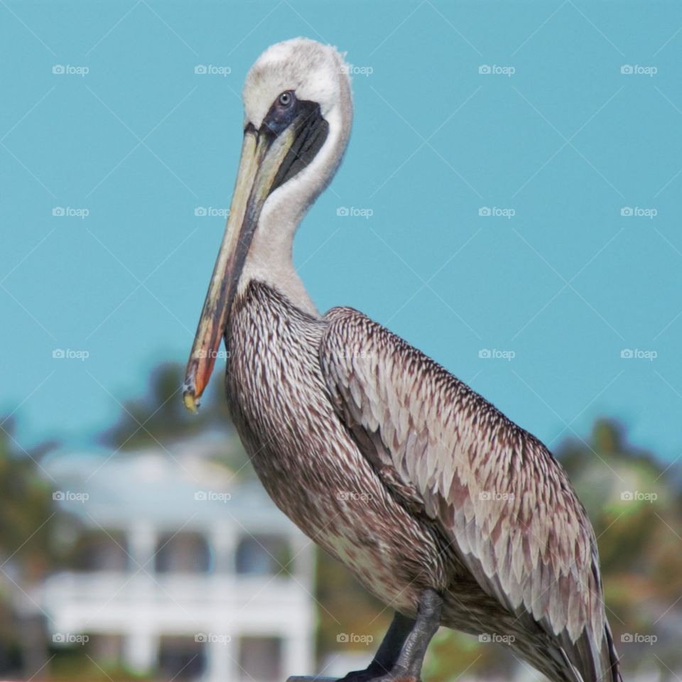 exotic pelican