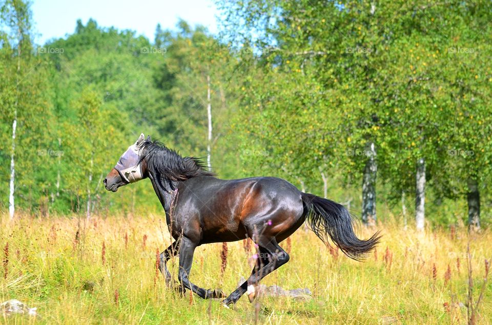 Running horse