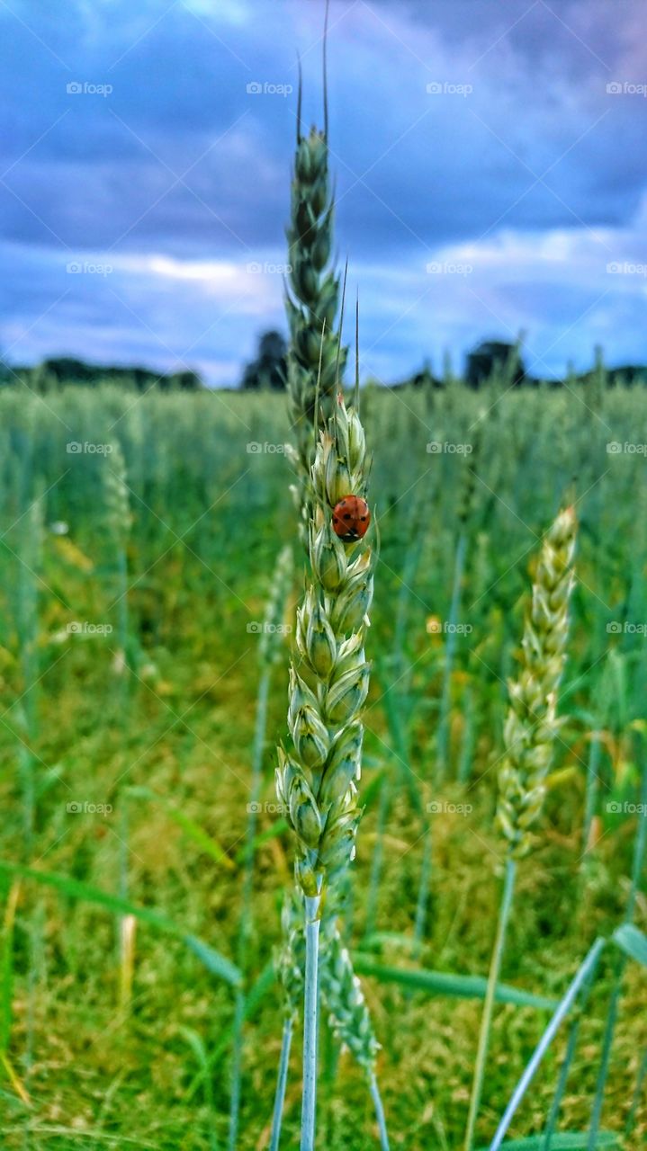 Ladybug on seeds