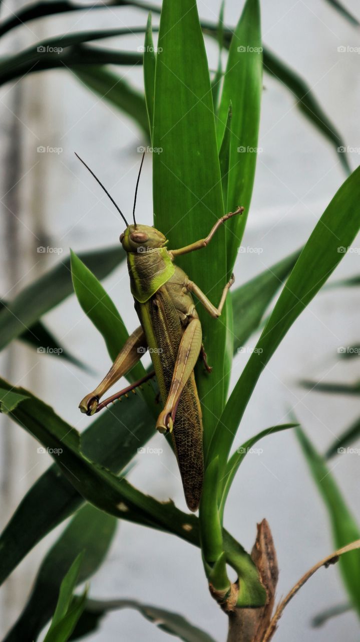 Locust or Grasshopper?