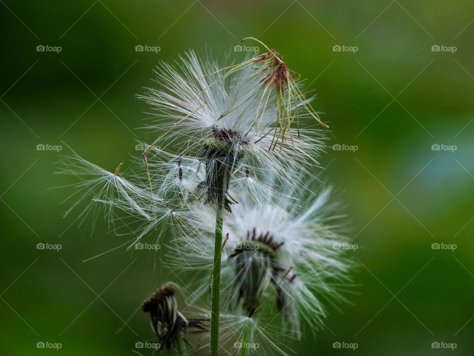 dandelion