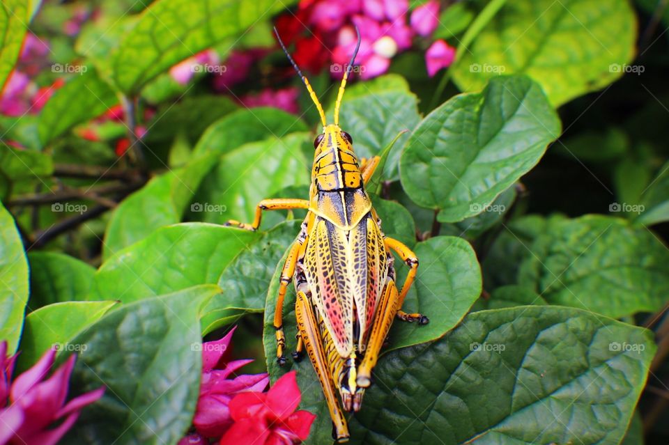 Grasshopper on green leaf