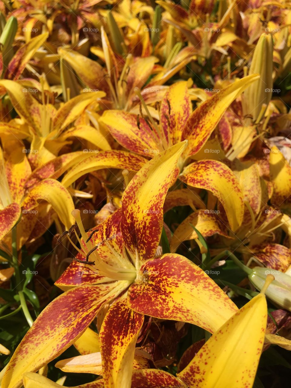 Yellow and red lilies