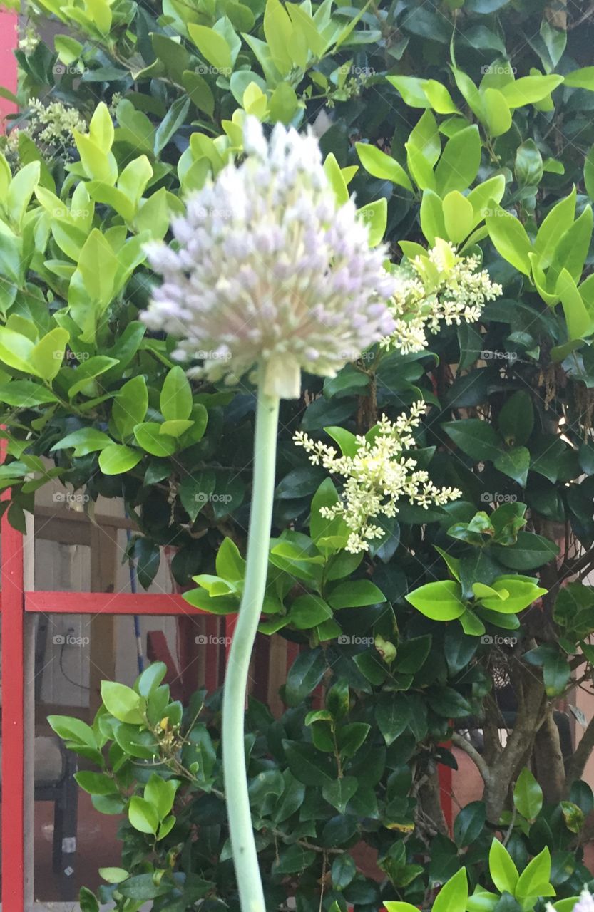 Flowering garlic that blooms as a pretty ball like blossom of white and slight lavender with ain't stem in my garden with a greened fed bush in the background.
