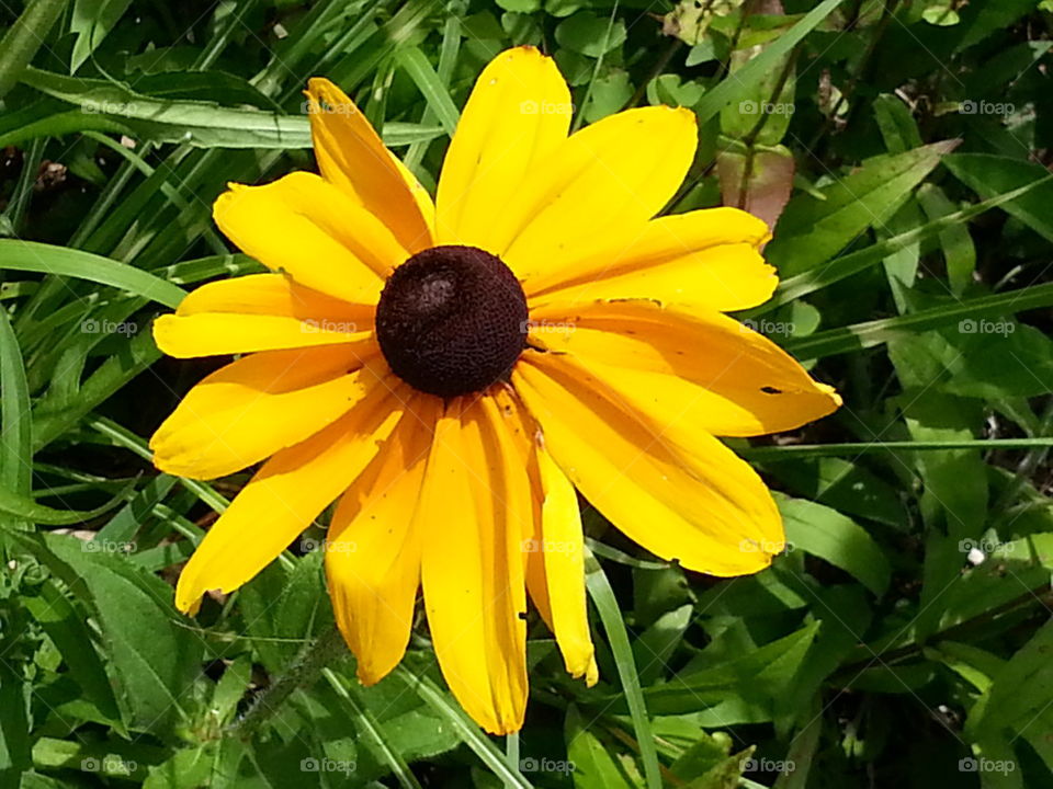 Sunflower in Cincinnati