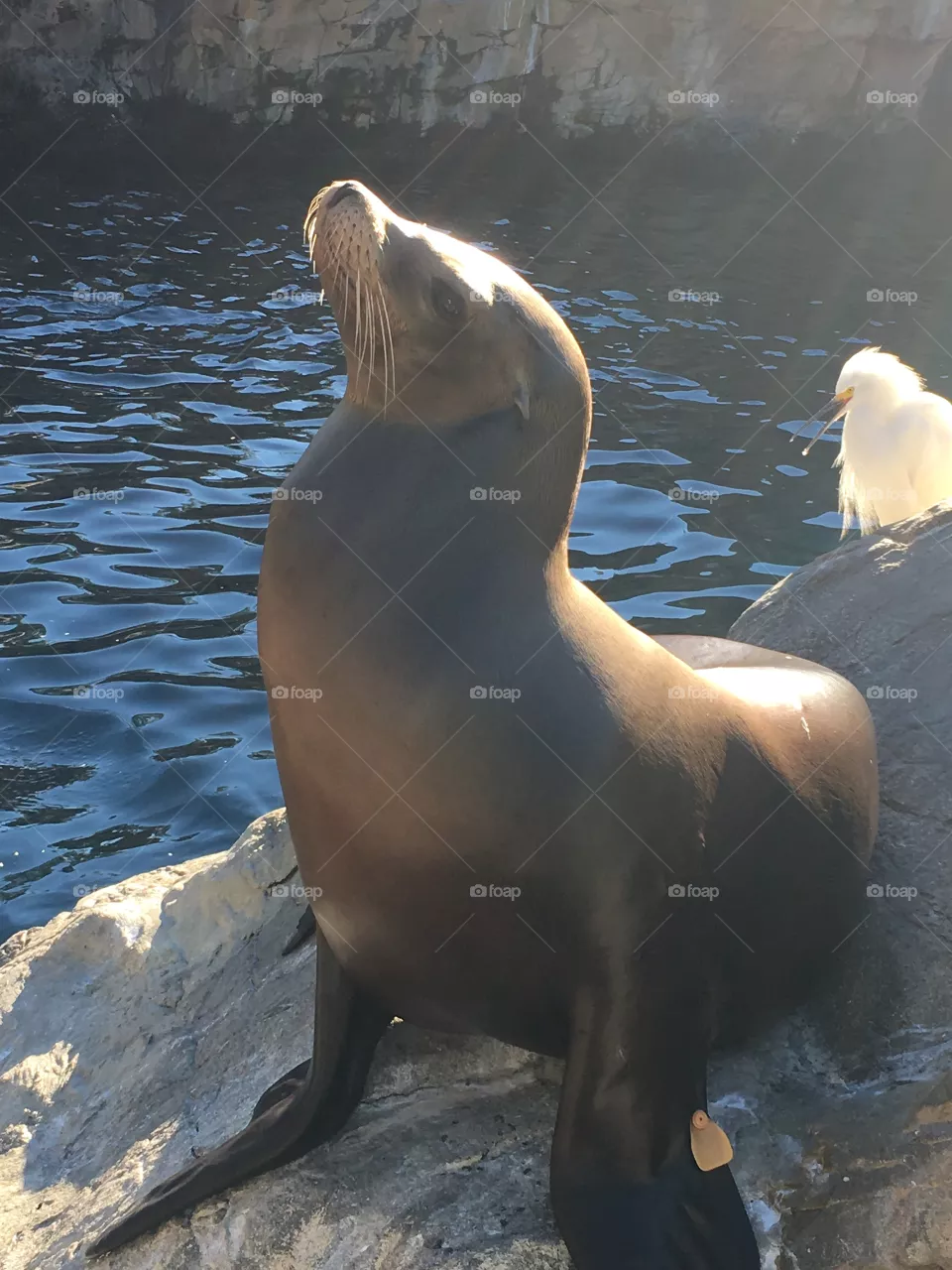 Sea lion 