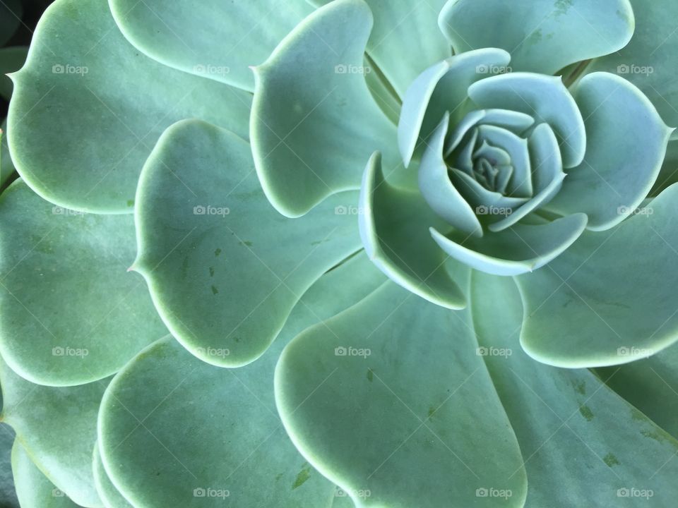 Beautiful cactus 