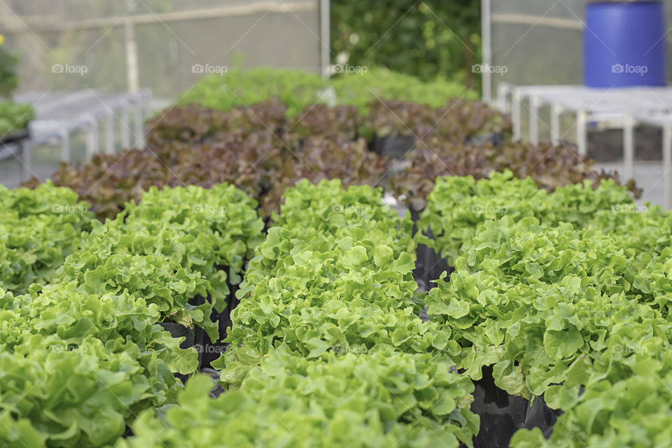 Lettuce green oak and red oak in the greenhouse planting.