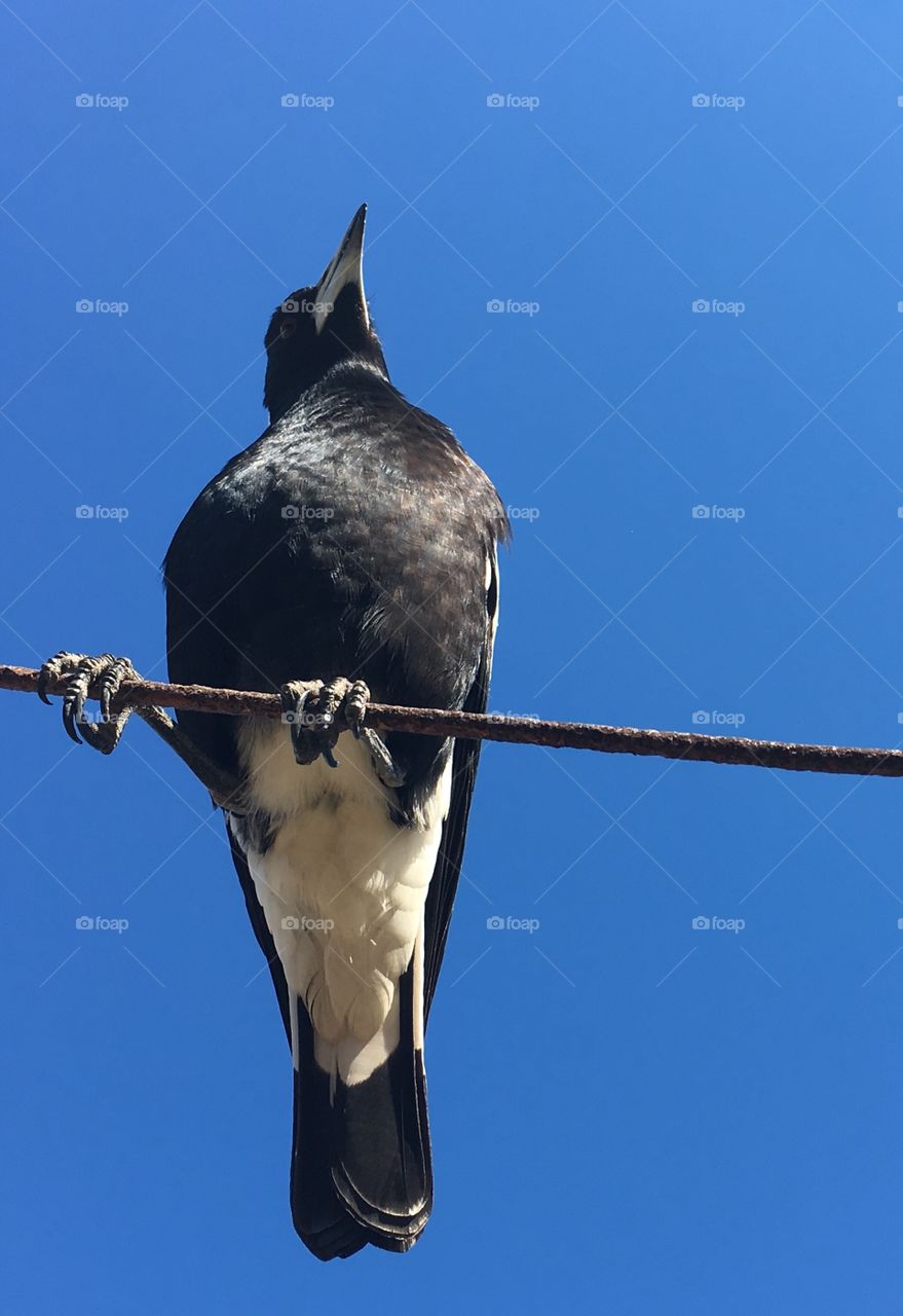 Australian Magpie perched sitting on a cable wire against vivid clear blue sky backdrop, copy space minimalism, concept wildlife, native, animals, intelligence, freedom and majesty