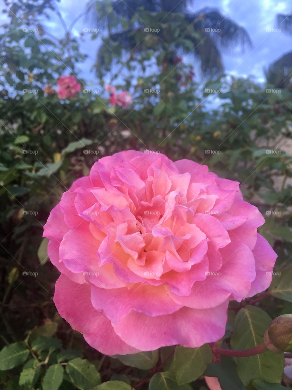 🌺Depois da atividade física, fim de #cooper! 
Suado, cansado e feliz, alongando e curtindo a beleza das #flores. Aqui, nossa roseira cor-de-rosa (e que rosa):
🏁
#corrida #treino #flor #flower #flowers #pétalas #pétala #jardim