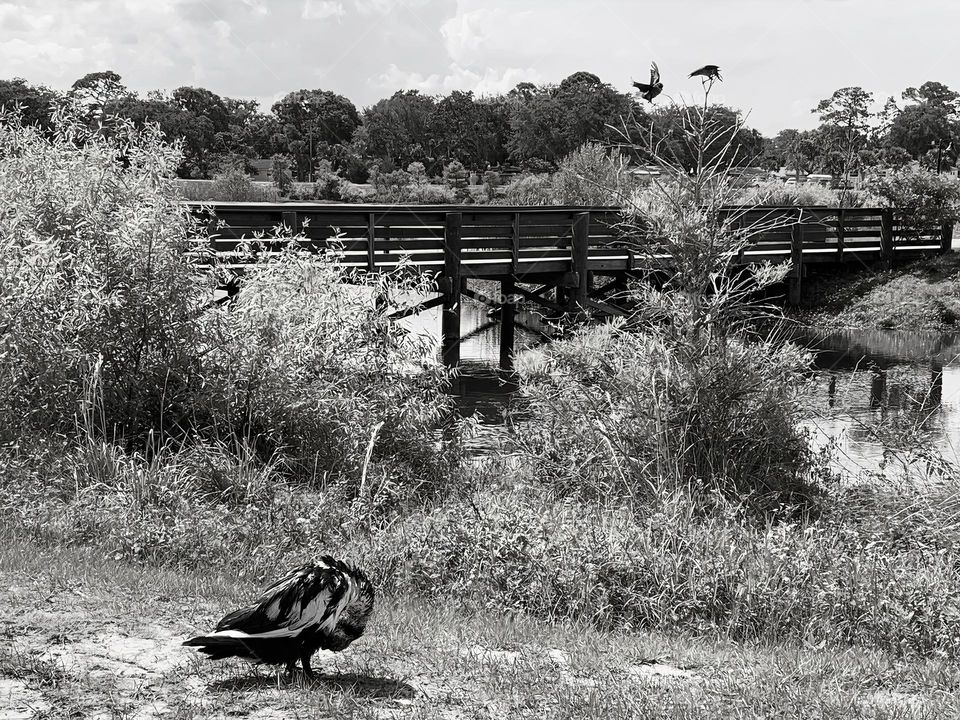 Gorgeous Southern Duck Drying Off And Cleaning Its Feathers, In The Urban Nature Pond By The Bridge, In Black And White