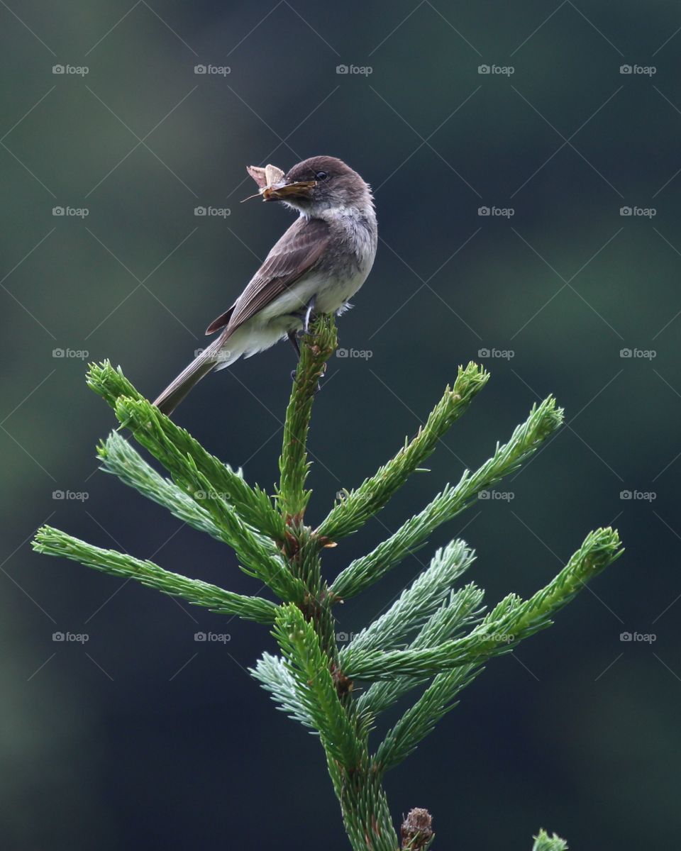 A flycatcher securing a tasty family meal