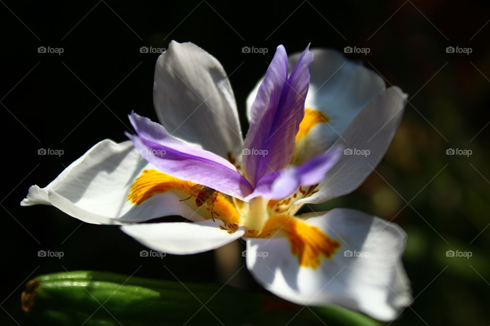 Moreia flower