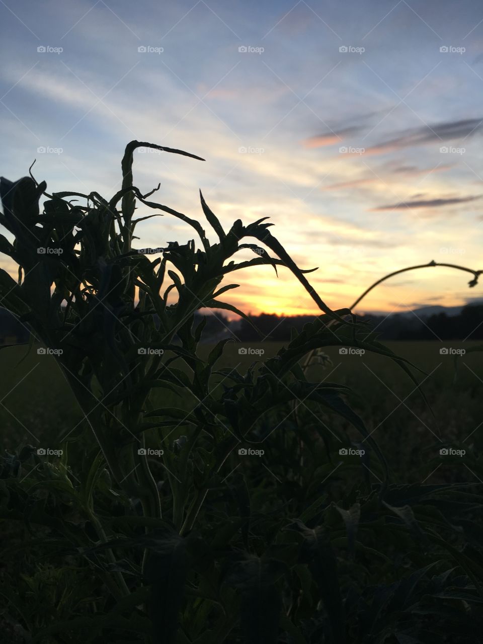 O sol despertando em meio à Mata!