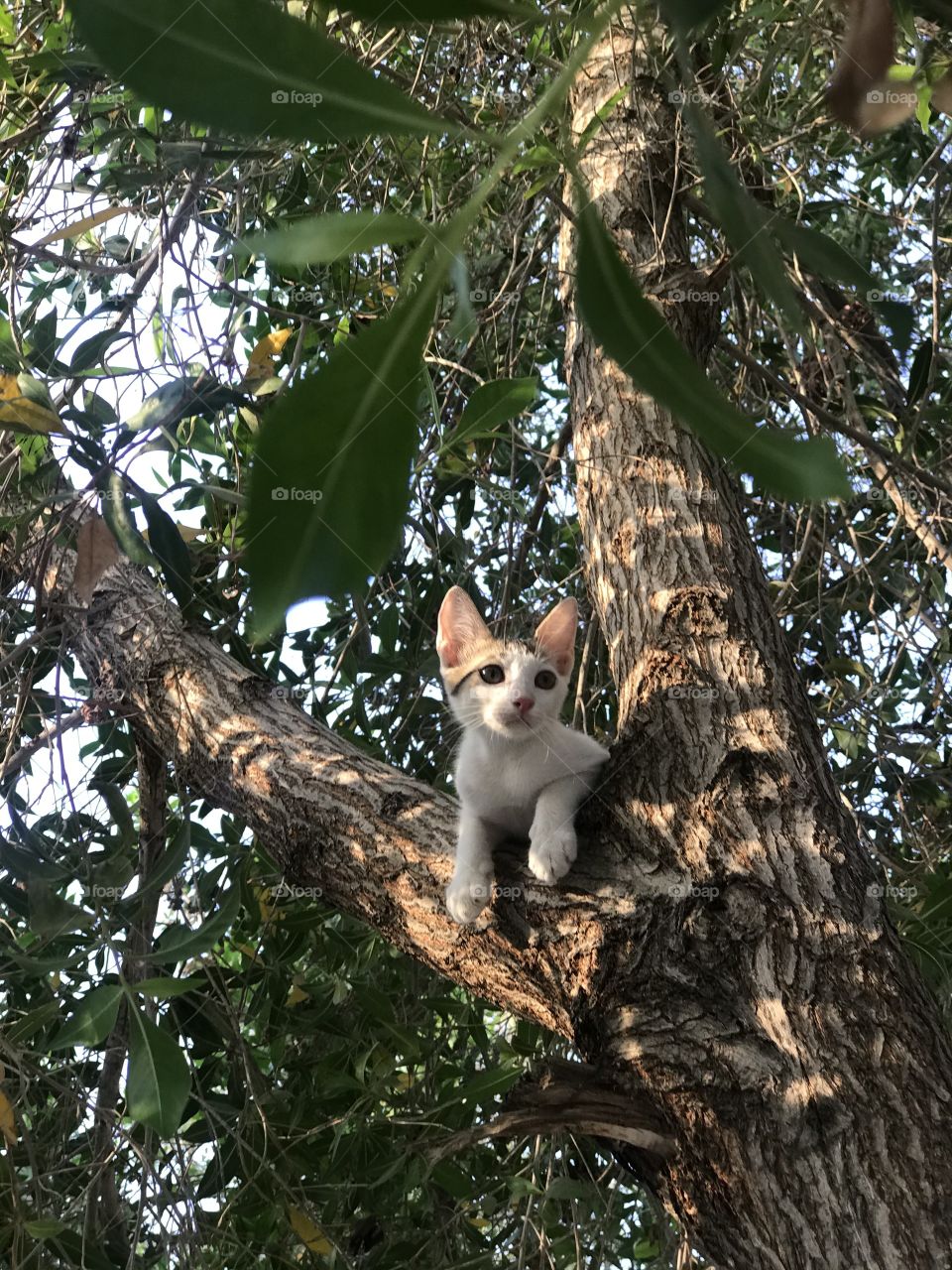 A cat chilling on tree captured at the right moment.