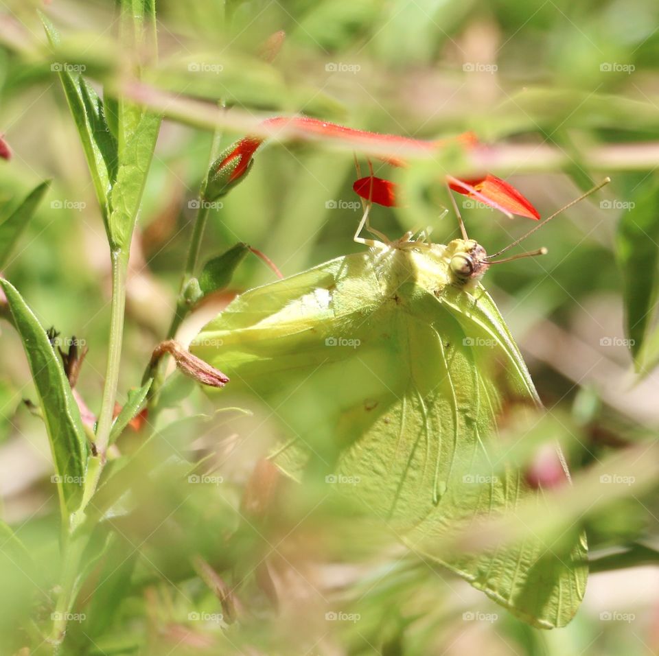 Butterfly on flower plant