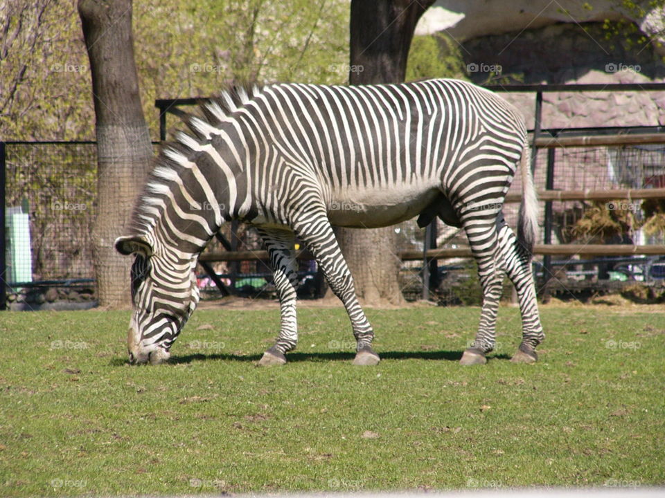 Real zebra is eating grass.