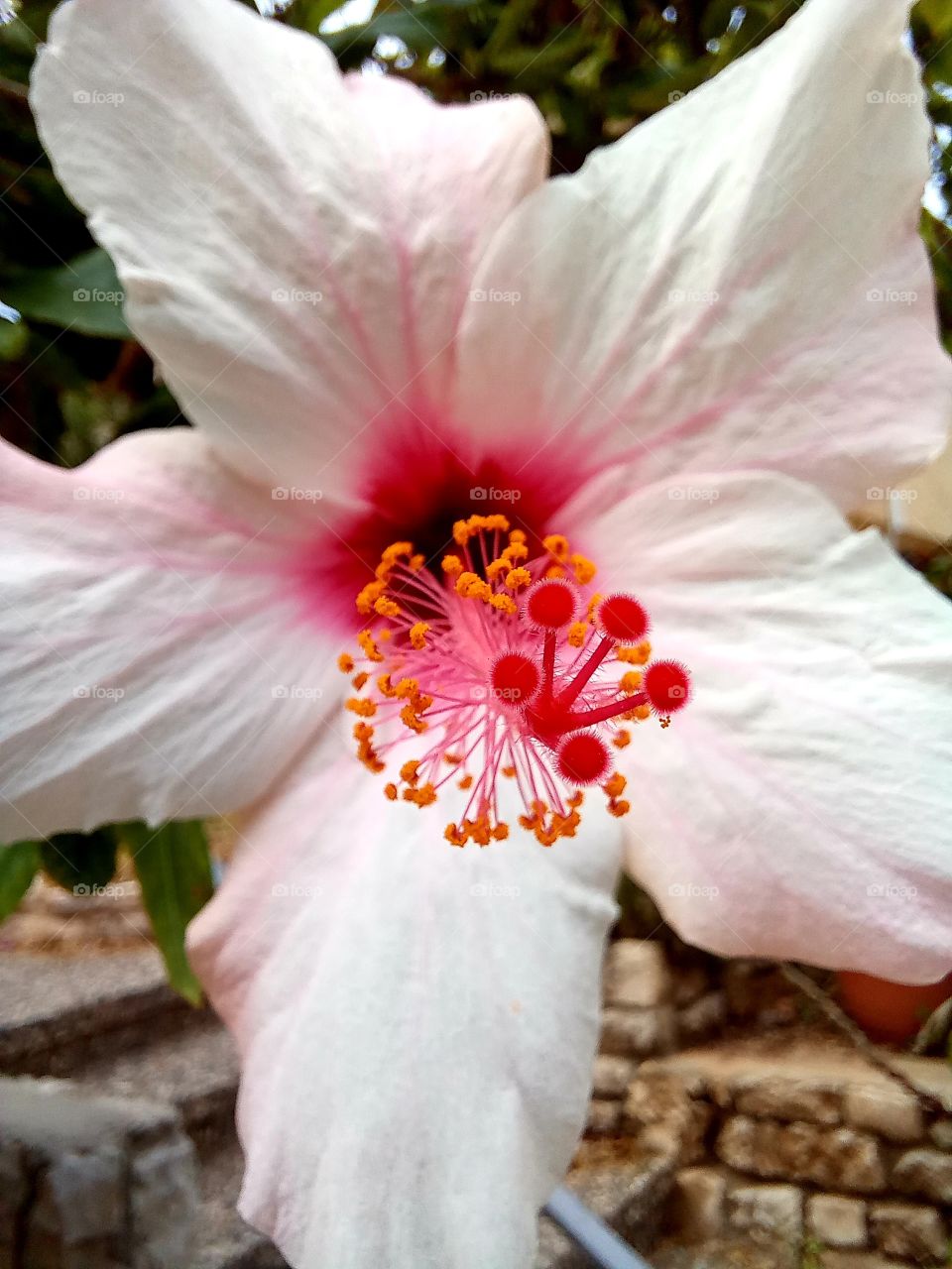 Hibiscus rosa-sinensis