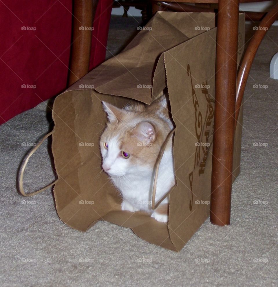 Cat in grocery bag