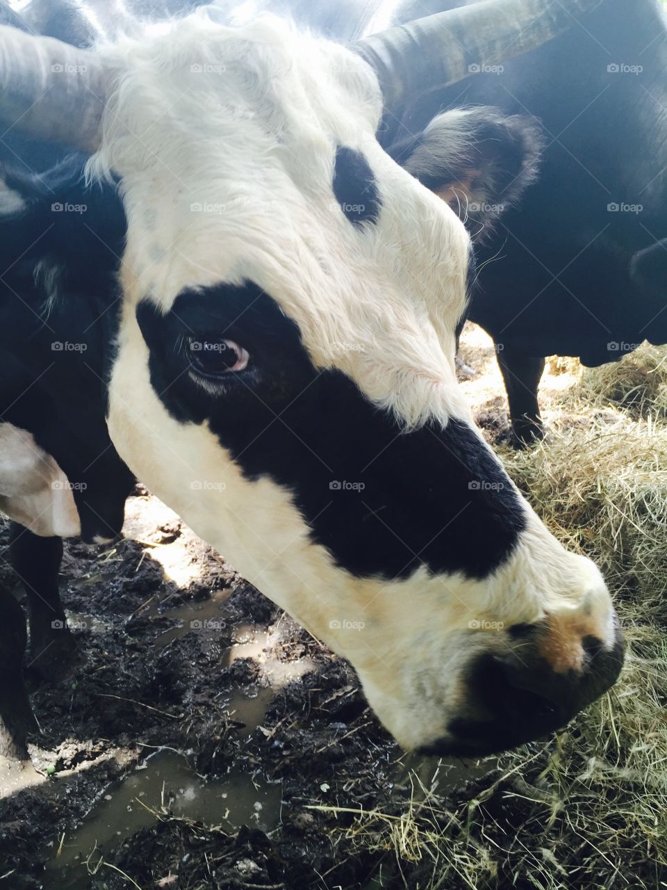 Cow selfie 