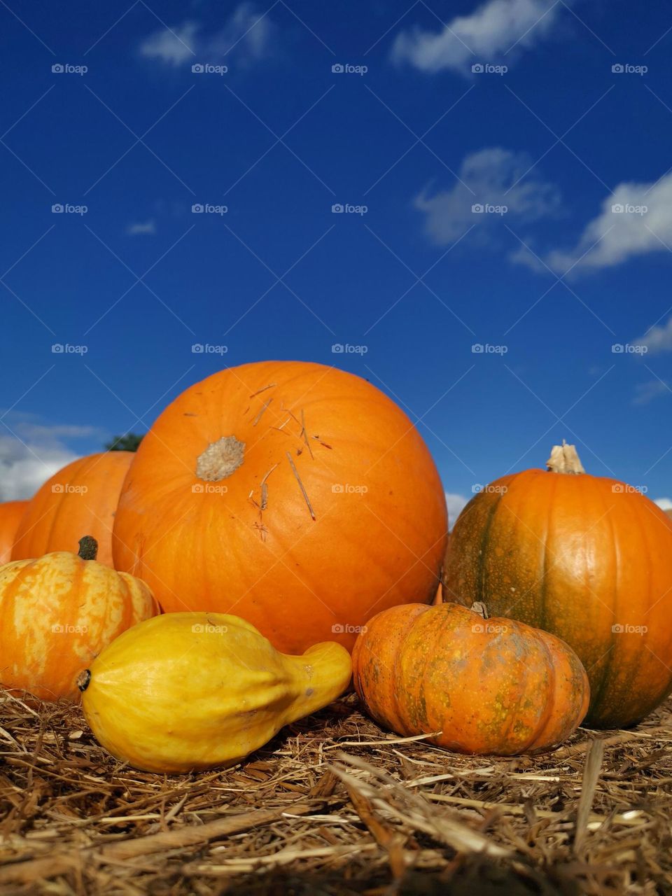 Fall colors. Autumn time. Halloween time. Pumpkins. Orange and yellow colours. Sunny autumn day. Autumn colors.