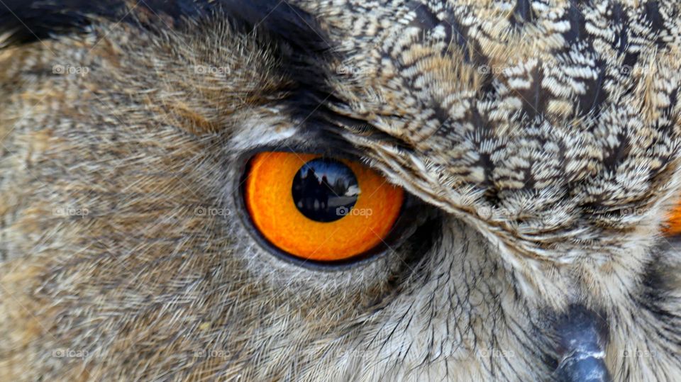 Best of 2021: Nature - Owl eyes - Owls with orange eyes are crepuscular - they’re active during low light periods such as dusk and dawn. They prefer hunting for their meal in the soft light of the early morning