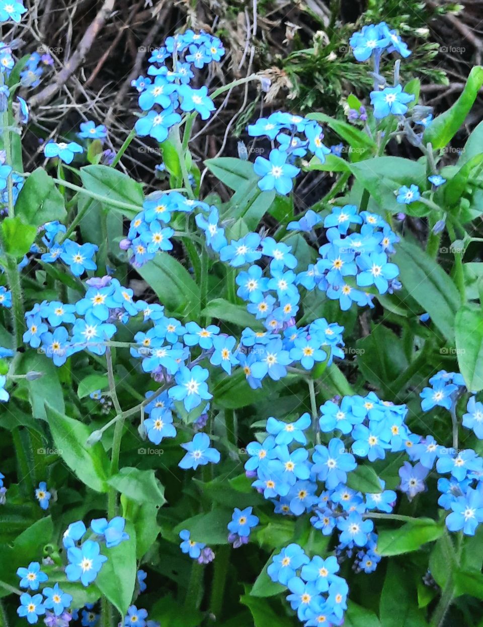 forget me not in spring garden