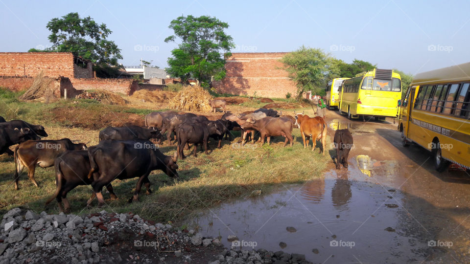 Knowledge is the only thing that separates human from animals to create something better.