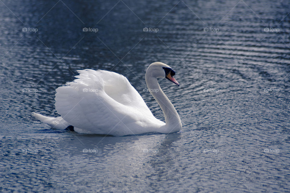 Mute Swan