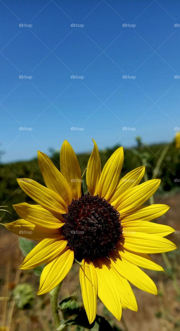 Helianthus annuus