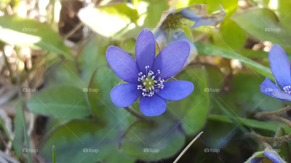 Hepatica