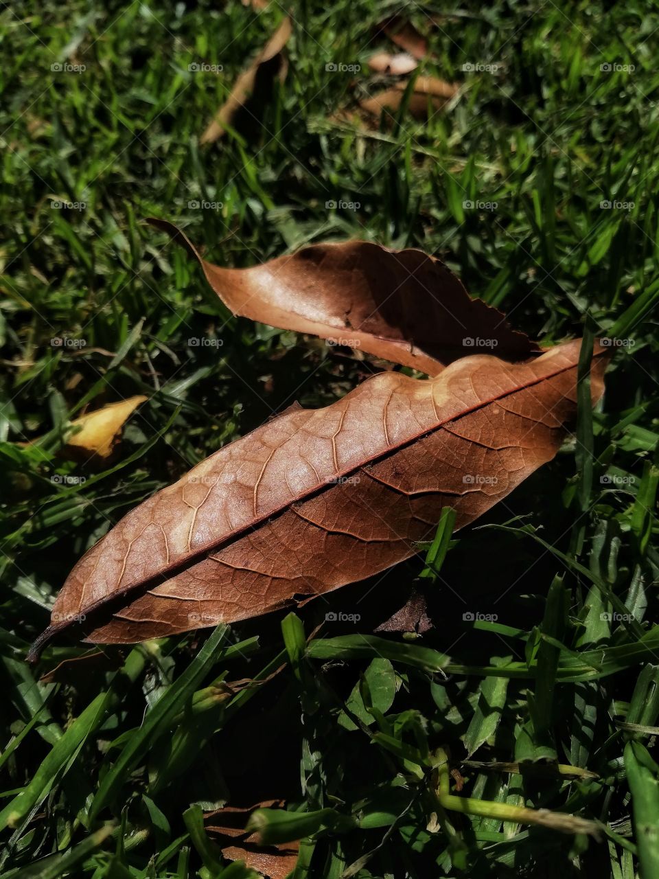 Textutas en la naturaleza