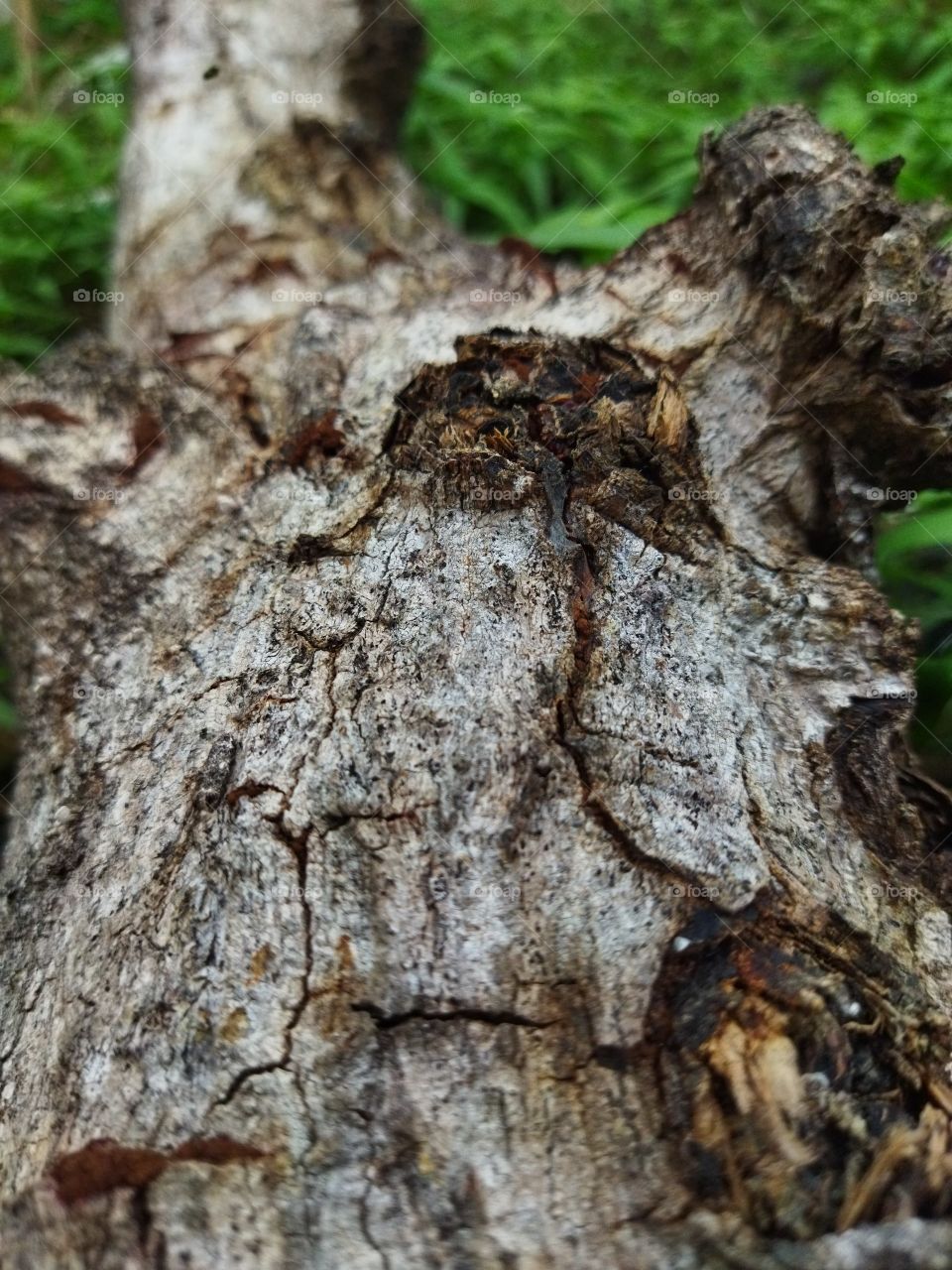 fallen tree trunks and will rot brown