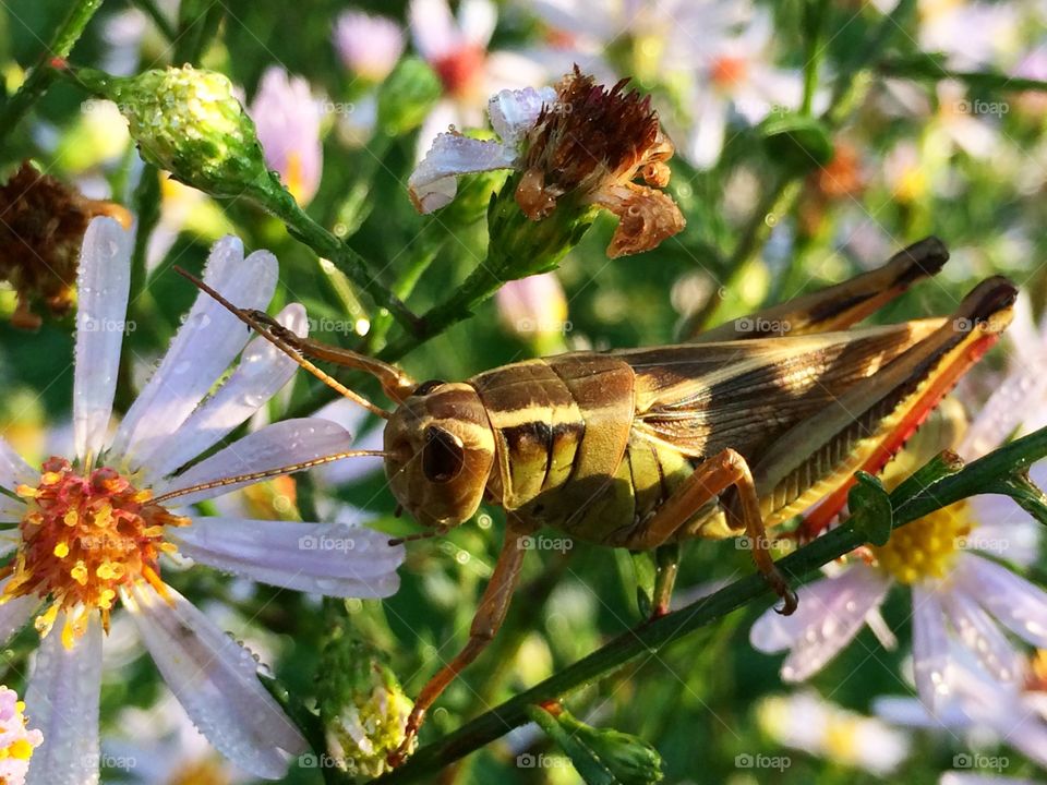 Grasshopper and wild asters