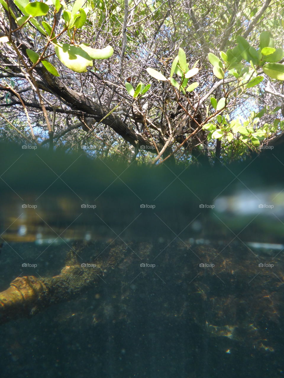 Mangrove view